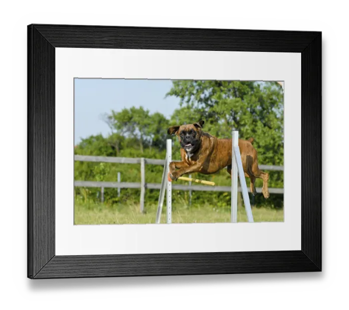 Framed Print : Boxer jumping over obstacle, agility