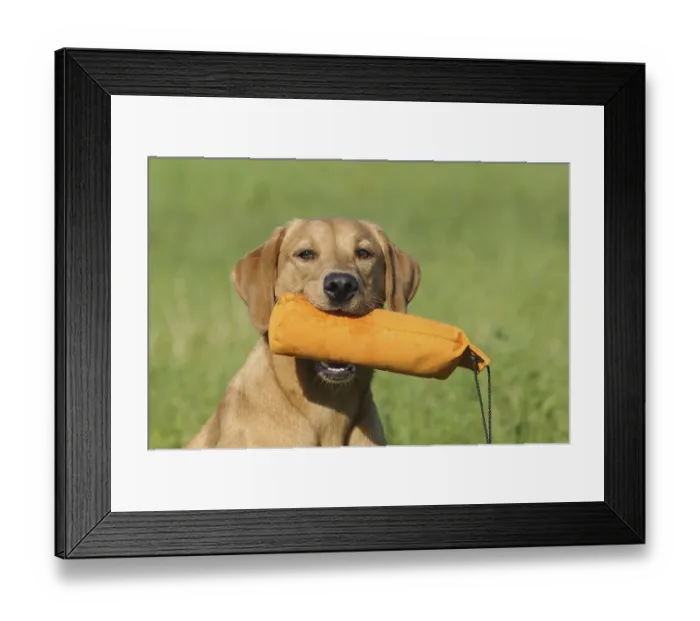 Framed Print : Labrador Retriever, female dog