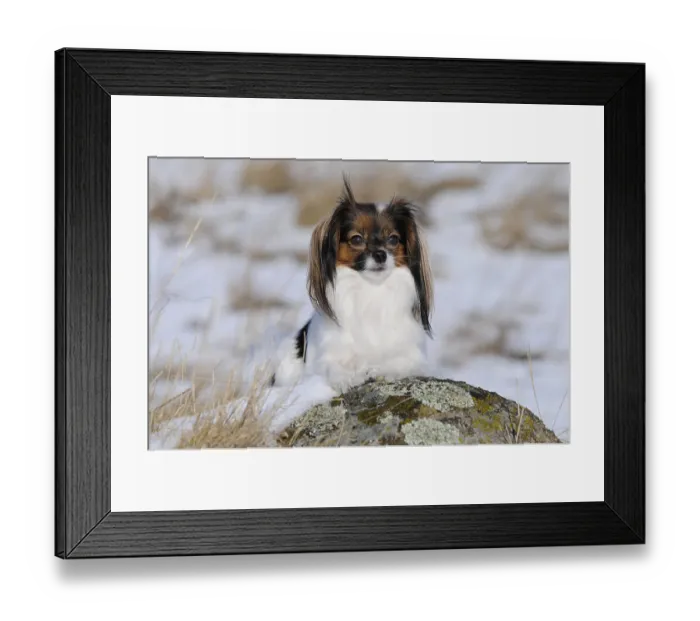 Framed Print : Phalene, Continental Toy Spaniel Framed Print : Phalene, Continental Toy Spaniel