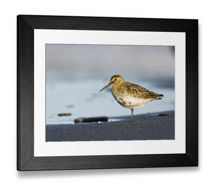 Framed Print : Dunlin (Calidris alpina)