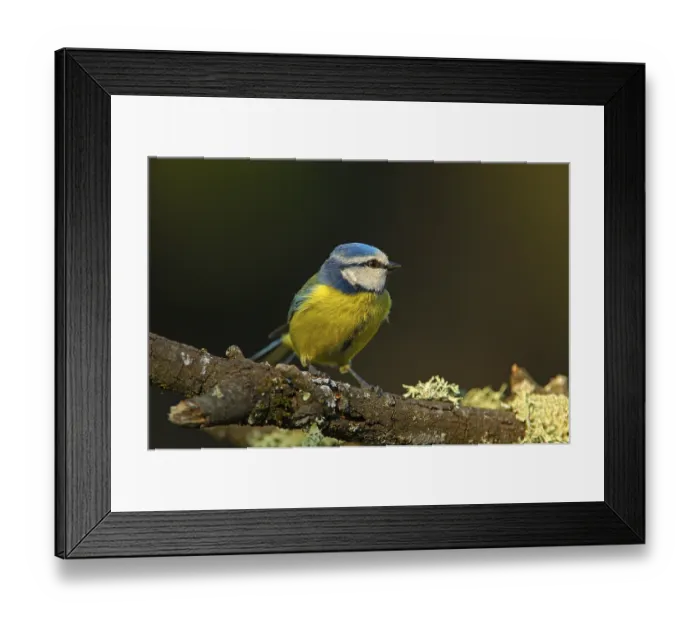 Framed Print : Blue tit (Parus caeruleus) Framed Print : Blue tit (Parus caeruleus)