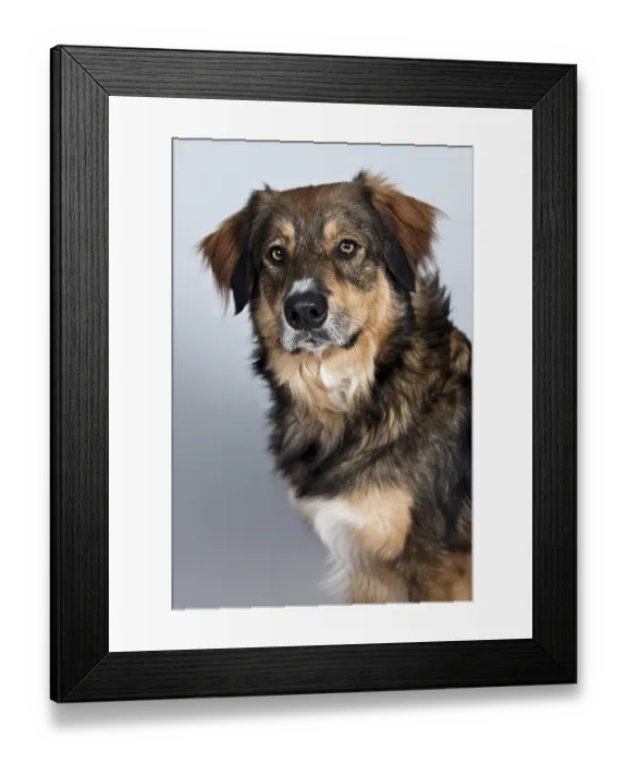 Framed Print : Mongrel, portrait