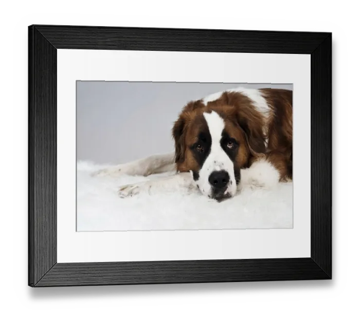 Framed Print : St. Bernard dog putting its head on the paws Framed Print : St. Bernard dog putting its head on the paws