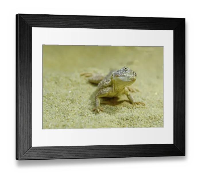 Framed Print : Toadhead Agama (Phrynocephalus sp) Framed Print : Toadhead Agama (Phrynocephalus sp)