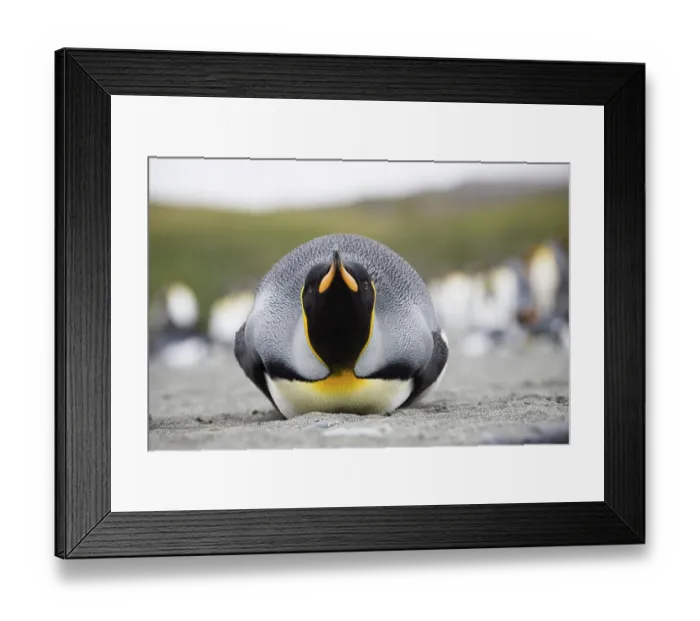 Framed Print : King penguin (Aptenodytes patagonicus)