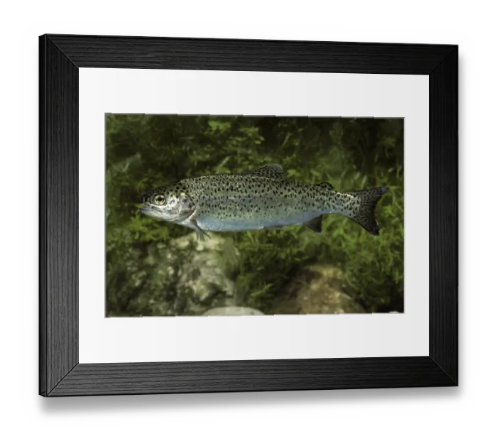 Framed Print : Salmo gairdneri, Salmo irideus Framed Print : Salmo gairdneri, Salmo irideus