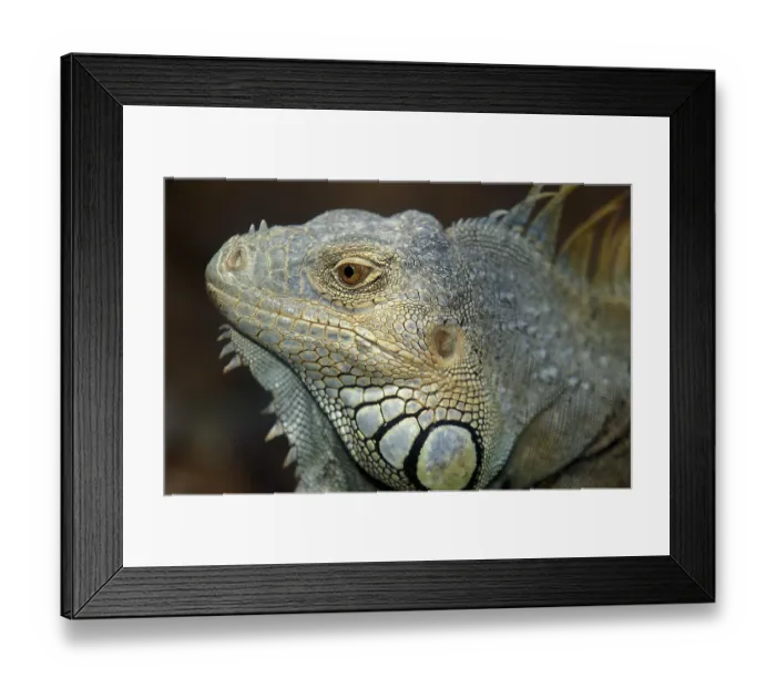 Framed Print : Green Iguana (iguana iguana), Portrait of Adult Framed Print : Green Iguana (iguana iguana), Portrait of Adult