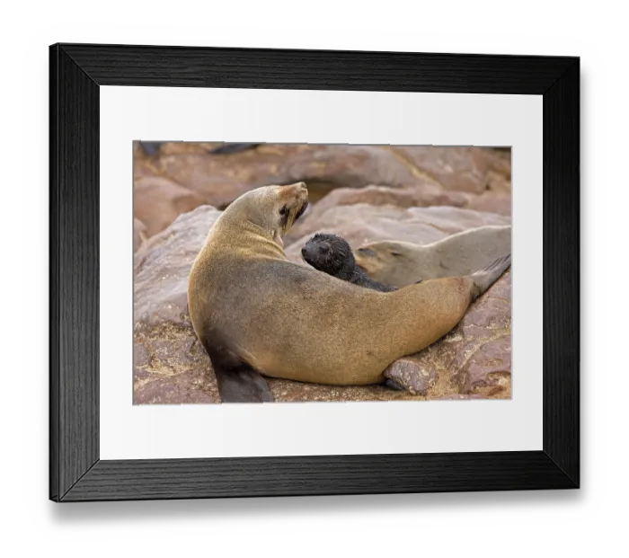 Framed Print : South African Fur Seal (arctocephalus pusillus) Framed Print : South African Fur Seal (arctocephalus pusillus)