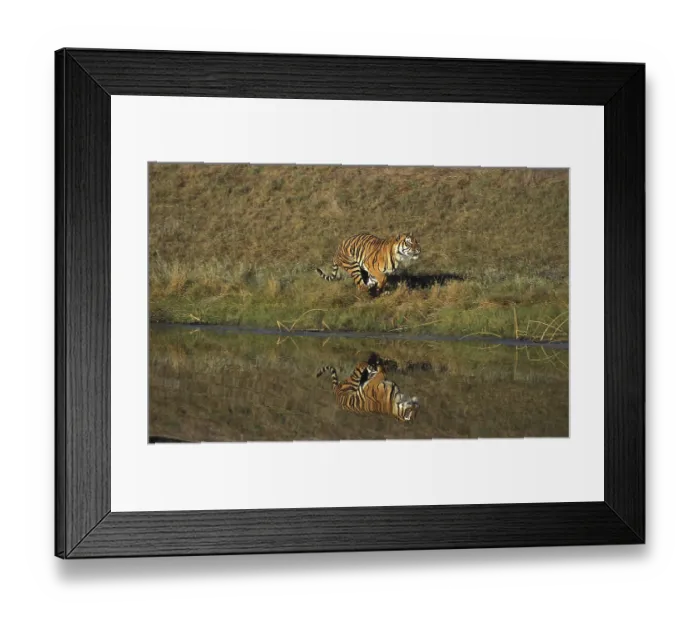 Framed Print : BENGAL TIGER (panthera tigris tigris) Framed Print : BENGAL TIGER (panthera tigris tigris)