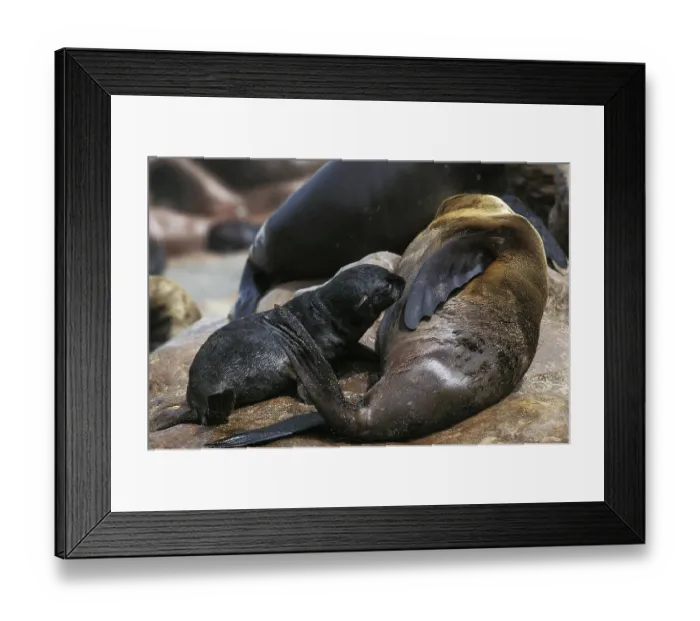 Framed Print : South African Fur Seal (arctocephalus pusillus)