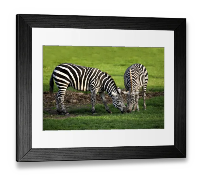 Framed Print : Grant's Zebra (equus burchelli) boehmi Grant's Zebra (equus burchelli) boehmi