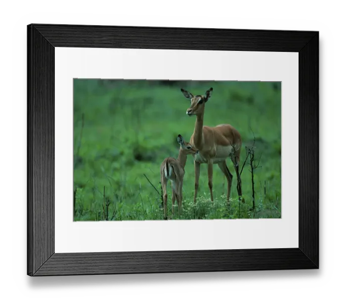Framed Print : Impalas, female with kid, South Africa