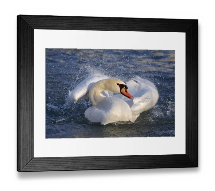 Framed Print : Mute swan (Cygnus olor), Tyrol, Austria, Europe