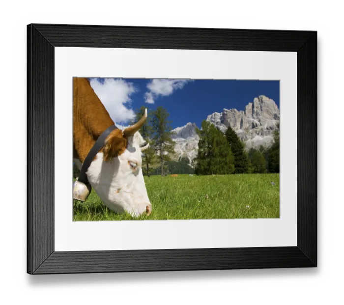 Framed Print : Cow, portrait, province of Bolzano-Bozen