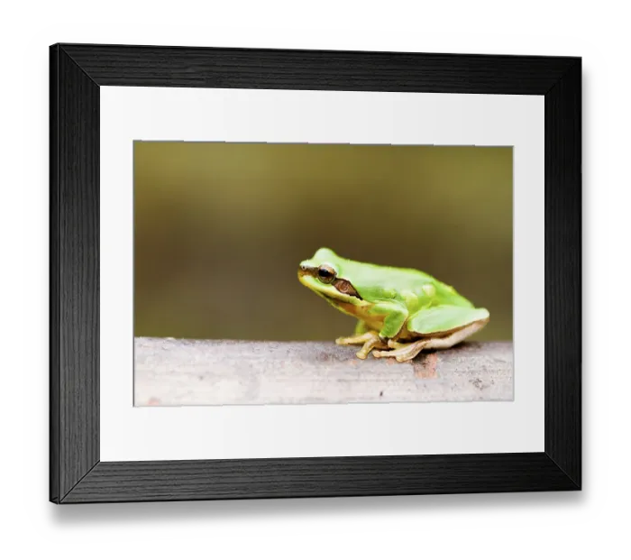 Framed Print : Tree frog (Hyla chinensis), Taiwan, Asia