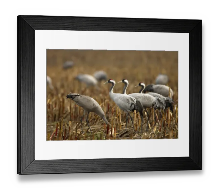 Framed Print : Eurasian cranes (Grus grus) on a stubblefield Framed Print : Eurasian cranes (Grus grus) on a stubblefield