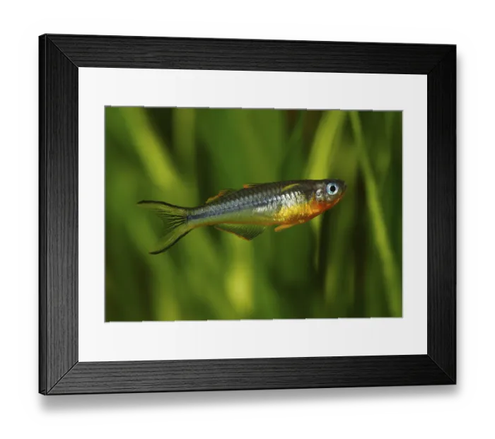 Framed Print : Forktail Blue-eye (Pseudomugil furcatus) Framed Print : Forktail Blue-eye (Pseudomugil furcatus)