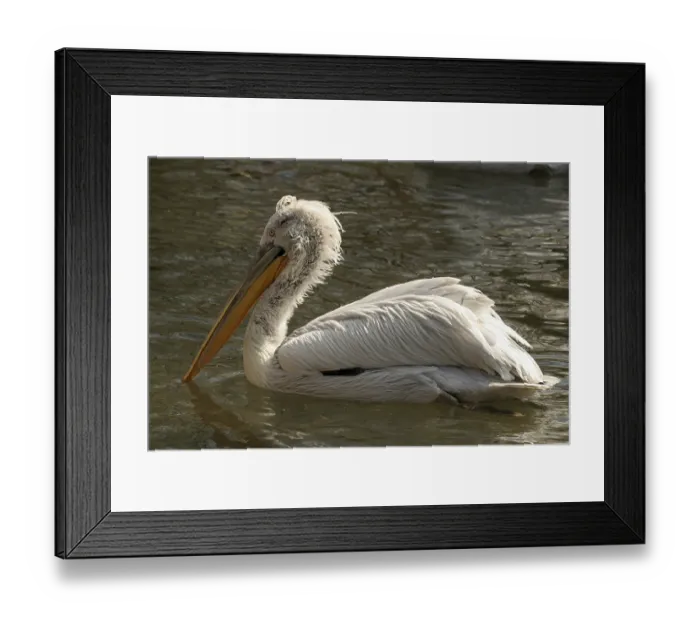 Framed Print : Dalmatian Pelican (Pelecanus crispus) Framed Print : Dalmatian Pelican (Pelecanus crispus)
