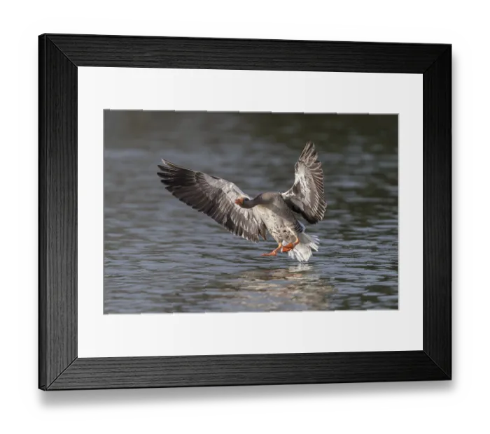 Framed Print : Greylag Goose (Anser anser), North Hesse