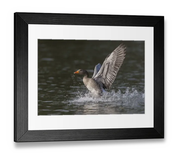 Framed Print : Greylag Goose (Anser anser), North Hesse