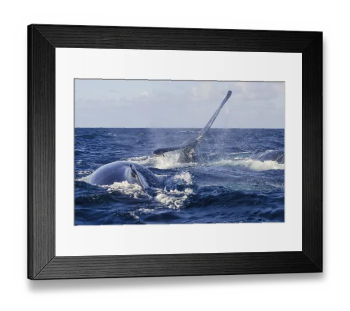 Framed Print : Humpback Whale (Megaptera novaeangliae) Framed Print : Humpback Whale (Megaptera novaeangliae)