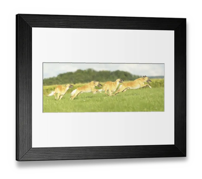 Framed Print : Longhaired Whippet or Silken Windsprite running Framed Print : Longhaired Whippet or Silken Windsprite running