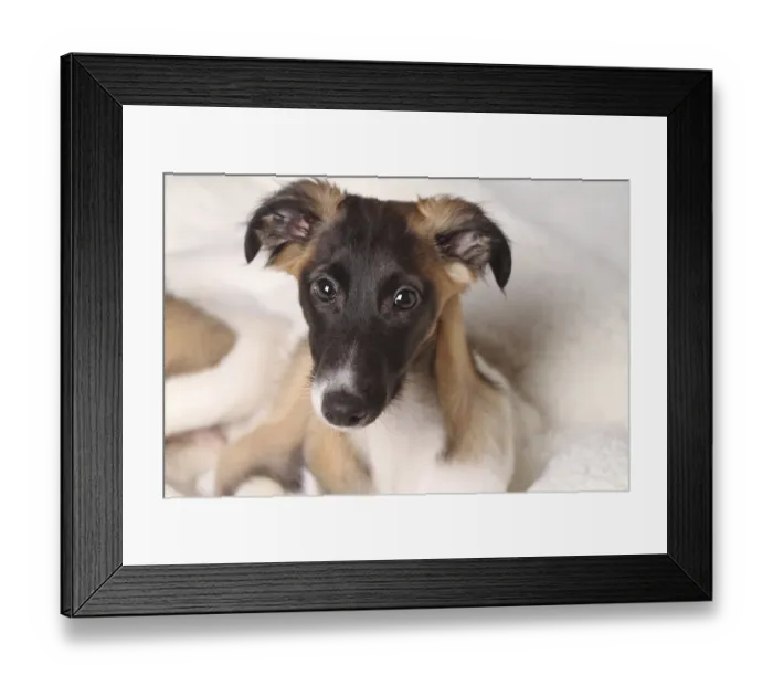 Framed Print : Silken Windsprite puppy, portrait, Germany, Europe Framed Print : Silken Windsprite puppy, portrait, Germany, Europe