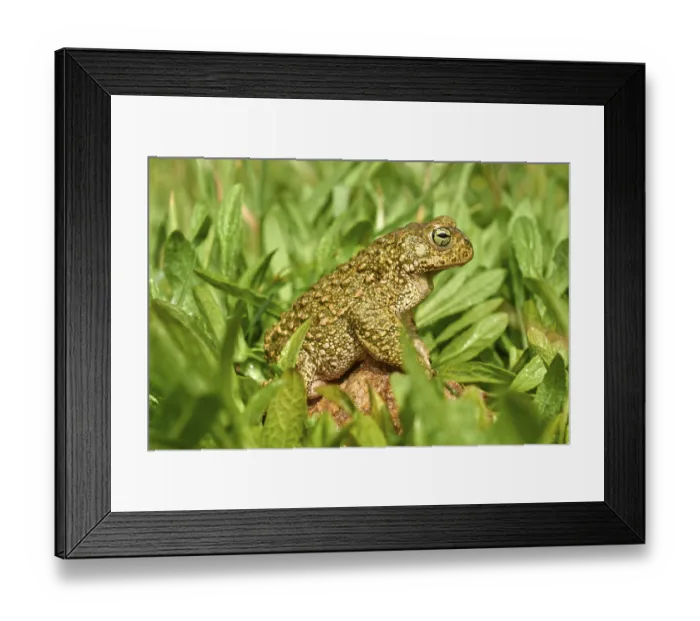 Framed Print : Sapo Corredor, natterjack toad (Bufo calamita)