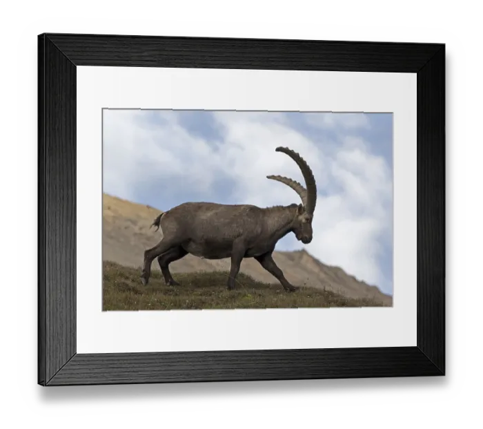 Framed Print : Alpine ibex, (Capra ibex), High Tauern National Park