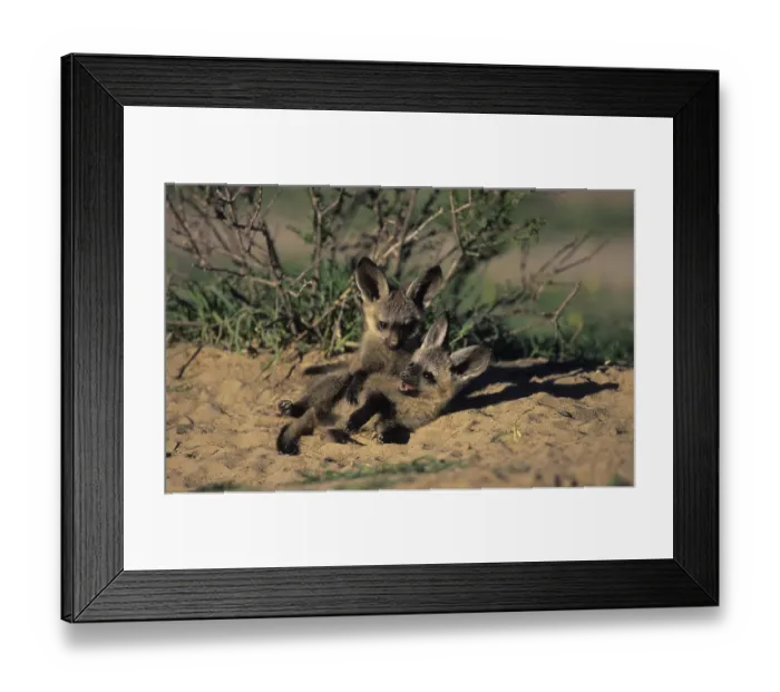 Framed Print : Bat-eared Fox (Otocyon megalotis) Framed Print : Bat-eared Fox (Otocyon megalotis)