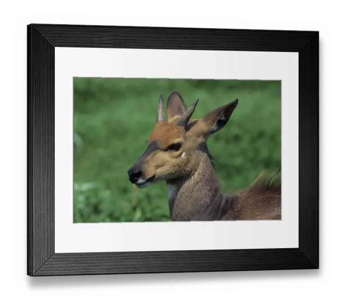 Framed Print : Bushbuck (Tragelaphus scriptus) Framed Print : Bushbuck (Tragelaphus scriptus)