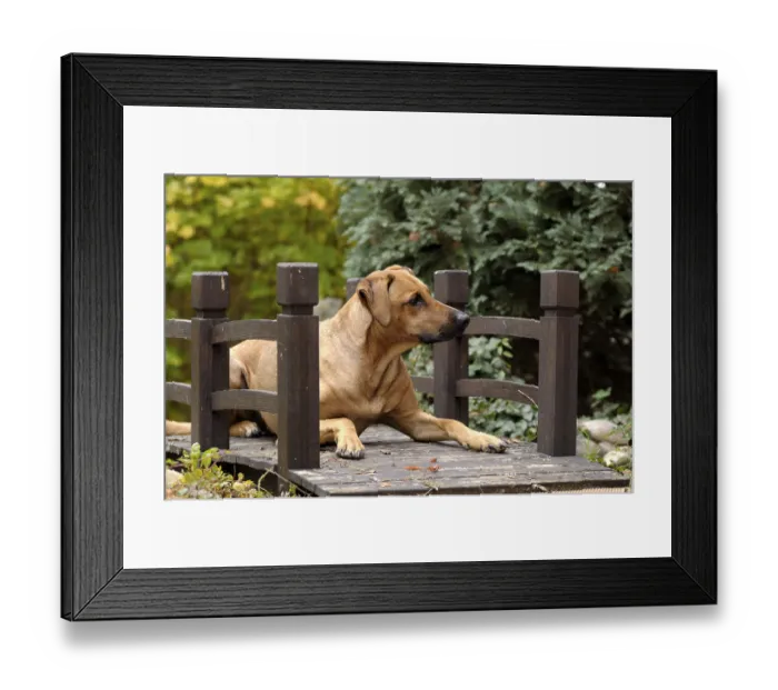 Framed Print : Mixed-breed Rhodesian Ridgeback lying on a wooden bridge Framed Print : Mixed-breed Rhodesian Ridgeback lying on a wooden bridge