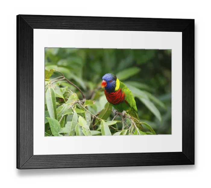 Framed Print : Green-naped Lory (Trichoglossus haematodus haematodus)