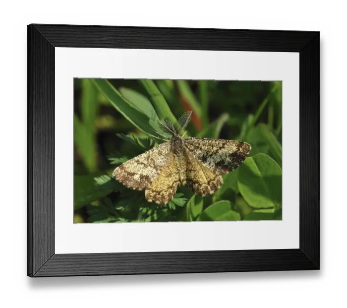 Framed Print : Common heath moth (Ematurga atomaria)
