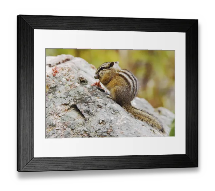 Framed Print : Least Chipmunk (Tamias minimus)