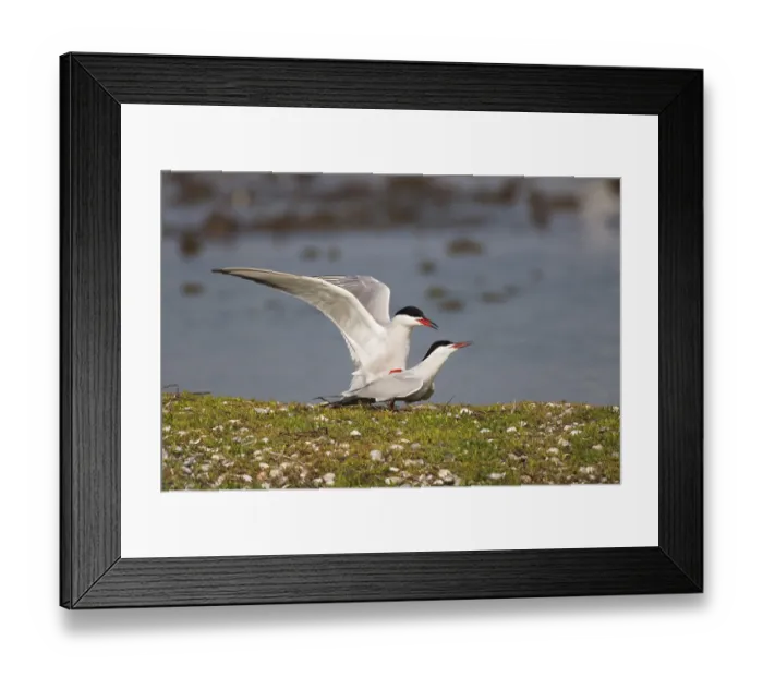 Framed Print : Common Tern (Sterna hirundo) copulation