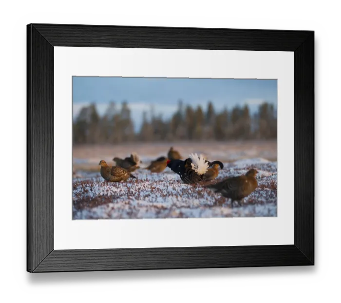 Framed Print : Black grouse (Tetrao tetrix), hens on mating arena