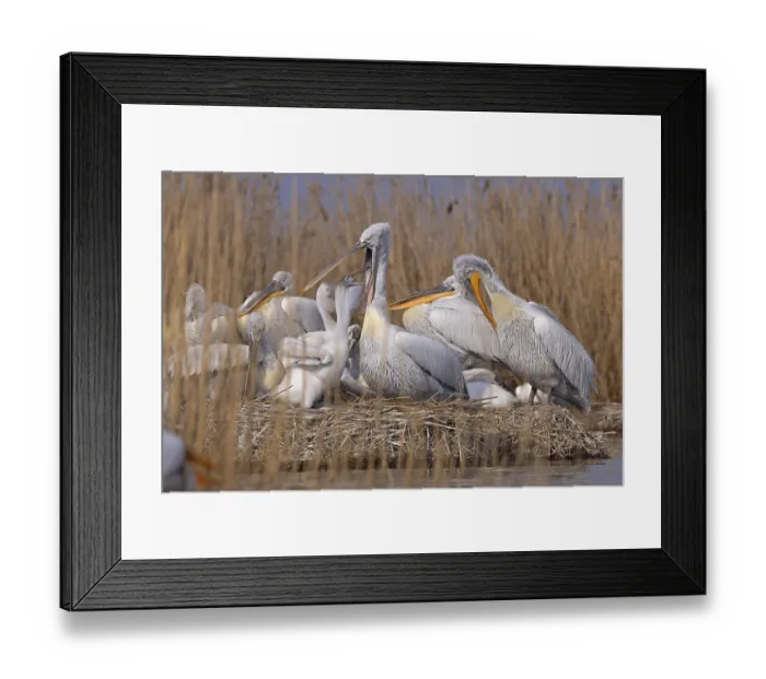 Framed Print : Dalmatian pelicans (Pelecanus crispus) Framed Print : Dalmatian pelicans (Pelecanus crispus)