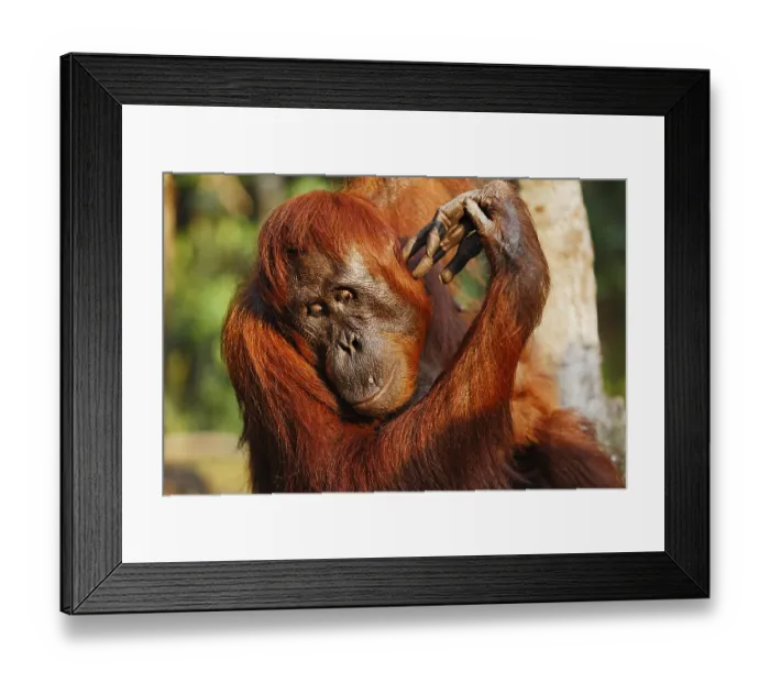 Framed Print : Orang-Utan (Pongo pygmaeus) in Tanjung Putting national park