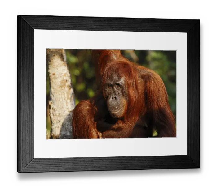 Framed Print : Bornean Orangutan (Pongo pygmaeus) in Tanjung Puting National Park