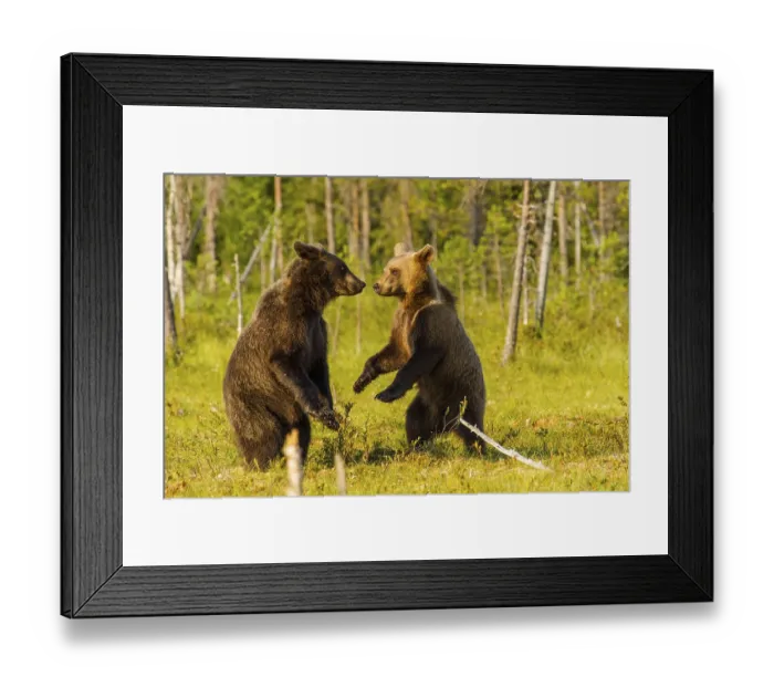 Framed Print : European Brown bear (Ursus arctos)