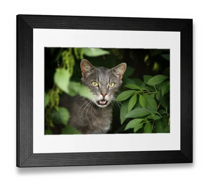 Framed Print : Silver-gray cat sitting in the bushes