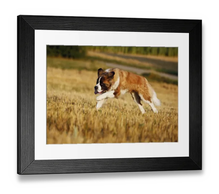 Framed Print : St. Bernard, male dog running across a stubble field