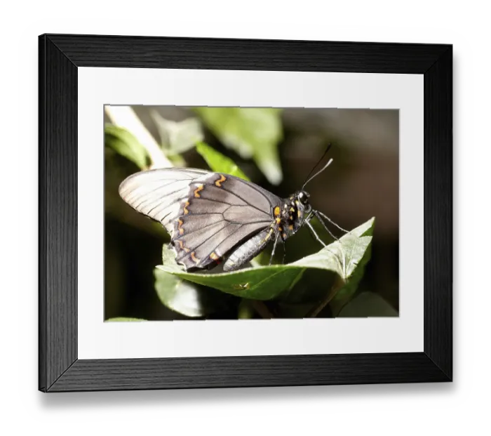 Framed Print : Belus Swallowtail (Battus belus) at the butterfly gardens in Bendorf-Sayn