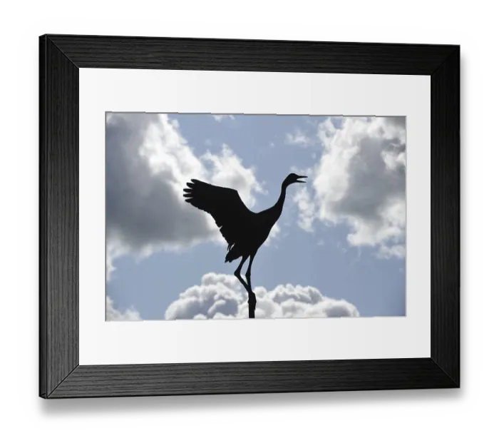 Framed Print : Crane as a weather vane, nature reserve Skara Framed Print : Crane as a weather vane, nature reserve Skara