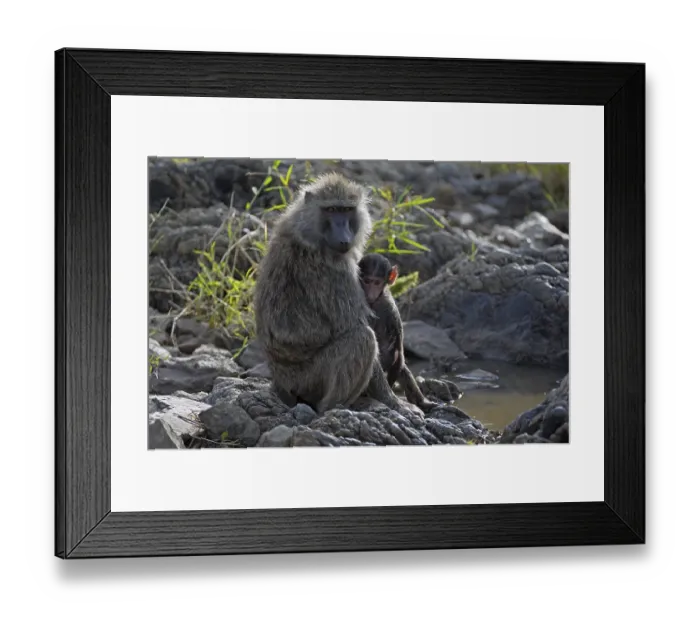 Framed Print : Baboon (Papio anubis), female with young animal Framed Print : Baboon (Papio anubis), female with young animal