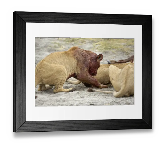 Framed Print : Lion (Panthera leo) morning hunt