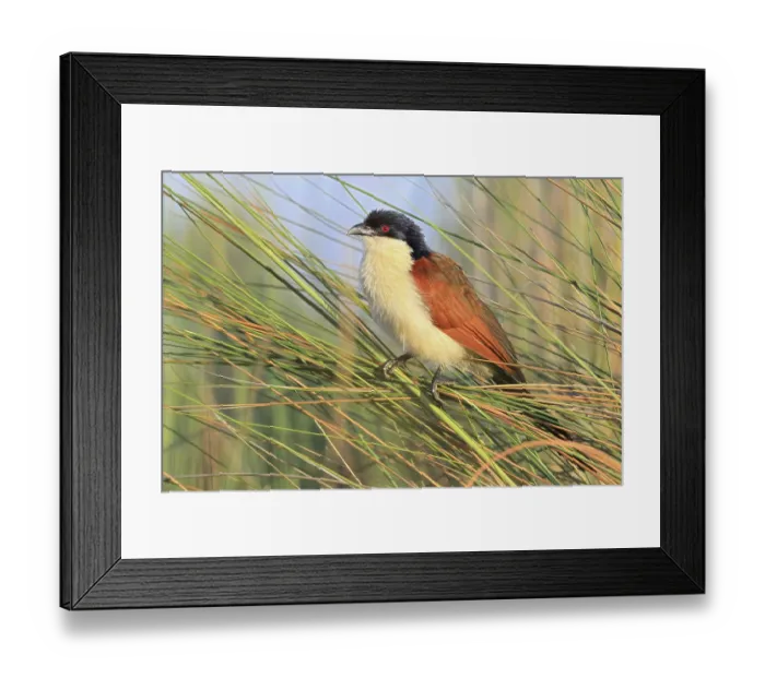Framed Print : Angola Monk Cuckoo (Centropus cupreicaudus) Okavango Delta