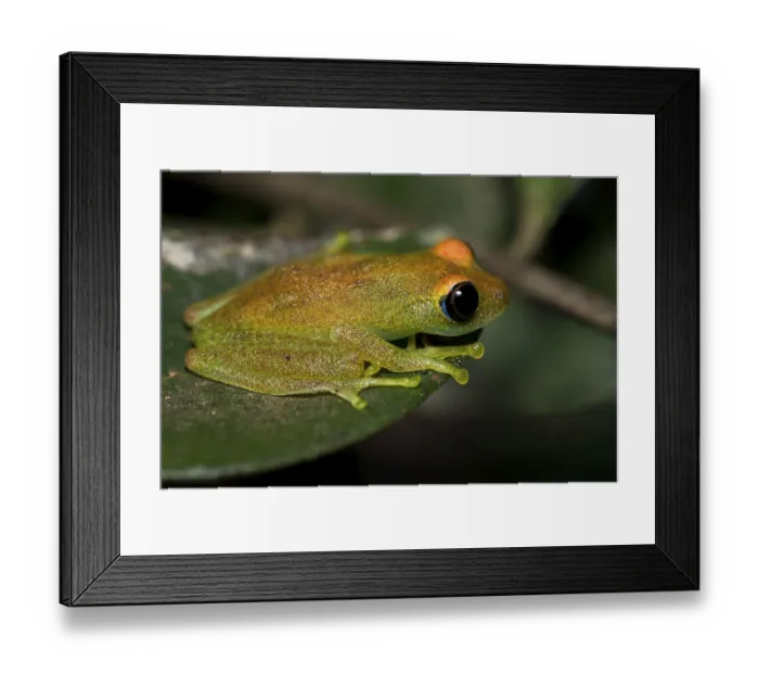 Framed Print : Green bright-eyed frog (Boophis viridis) from Andasibe