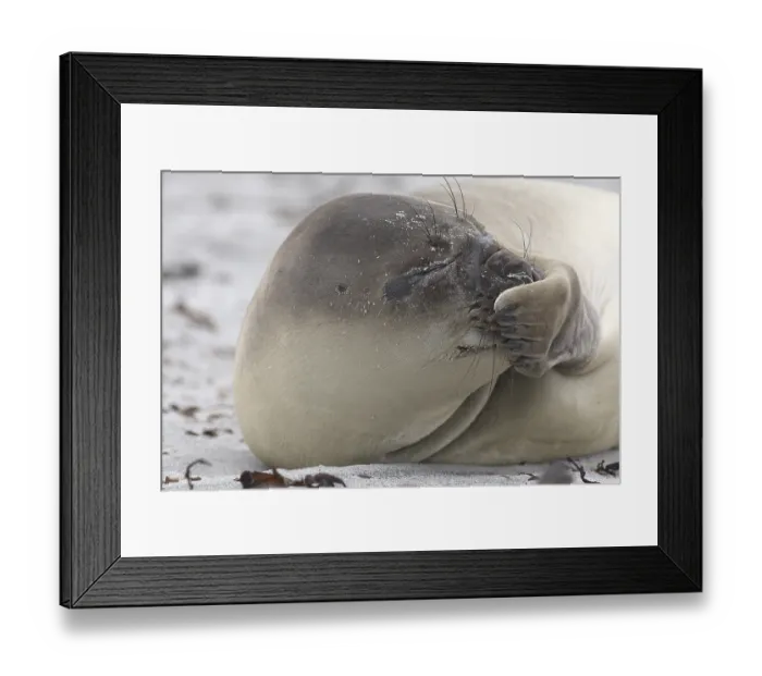 Framed Print : Southern Elephant Seal (Mirounga leonina) Framed Print : Southern Elephant Seal (Mirounga leonina)